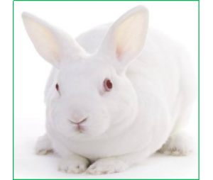 兔多克隆抗体定制服务