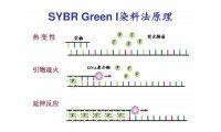 SYBR Green染料法
