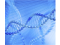 microRNA靶基因验证
