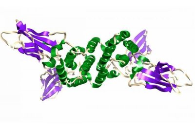 蛋白表达纯化-蛋白表达纯化公司