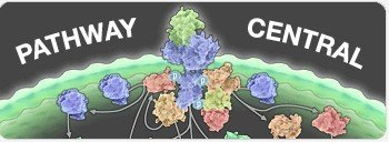 HIV宿主<em>应答</em>PCR芯片HIV Host Response PCR Array
