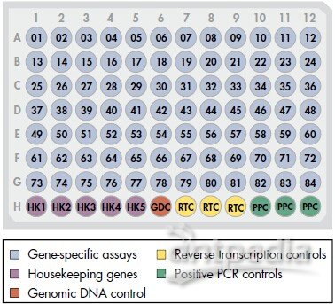 癌信号通路发现者lncRNA PCR芯片（小鼠） RT2 lncRNA PCR Array Mouse Cancer PathwayFinder