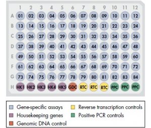 细胞发育与分化lncRNA PCR芯片（小鼠） RT2 lncRNA PCR Array Mouse Cell Development & Differentiation