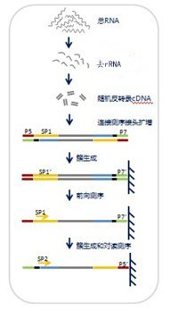 lncRNA测序（长链非编码RNA测序