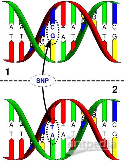 Hi-SNP<em>中高</em>通量基因分型