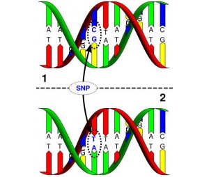 Hi-SNP中高通量基因分型
