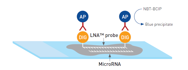 <em>microRNA</em><em>原位杂交</em><em>实验</em>