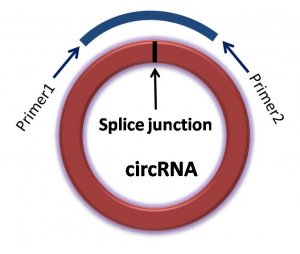 circRNA(环状RNA)定量PCR