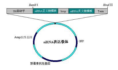 siRNA质粒<em>载体</em>/<em>microRNA</em>/<em>过</em><em>表达</em><em>载体</em>/稳转细胞株