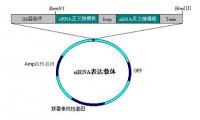 siRNA质粒载体/microRNA/过表达载体/稳转细胞株