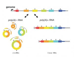 circRNA(环状RNA)荧光定量PCR实验