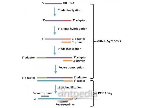 人癌症 lncRNA PCR 芯片human Cancer lncRNA PCR array