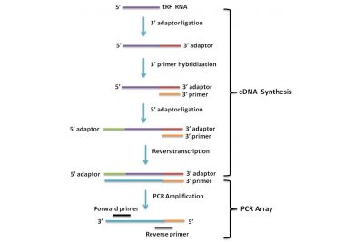 人癌症 miRNA PCR 芯片 human cancer miRNA pcr array