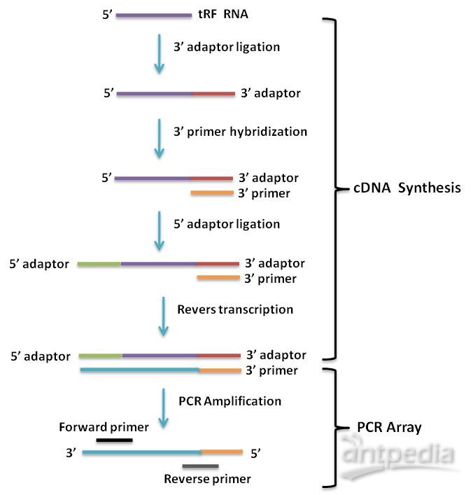 <em>human</em> tRFs PCR array