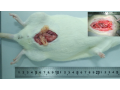 精囊阻塞(SVO)大鼠模型