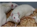 慢性胰腺炎(CP)大鼠模型