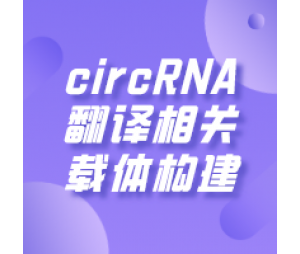 circRNA翻译相关载体构建