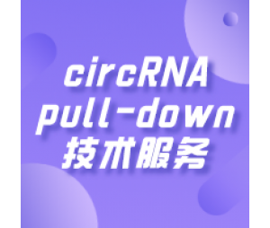 circRNA pull-down