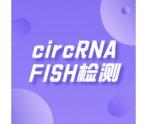 circRNA FISH检测