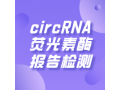 circRNA荧光素酶报告检测