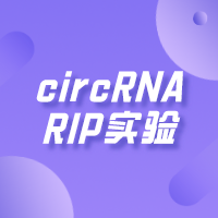 circRNA <em>RIP</em>（RNA immunoprecipitation）实验