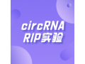 circRNA
