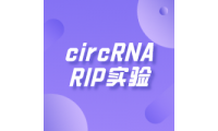 circRNA RIP（RNA immunoprecipitation）实验