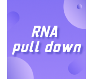 RNA pull down