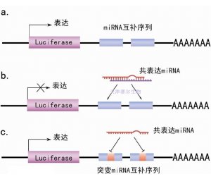 microRNA 研究