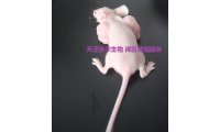裸鼠肿瘤动物模型