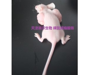 裸鼠肿瘤动物模型