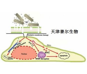 线粒体膜电位(MMP)检测 天津赛尔生物