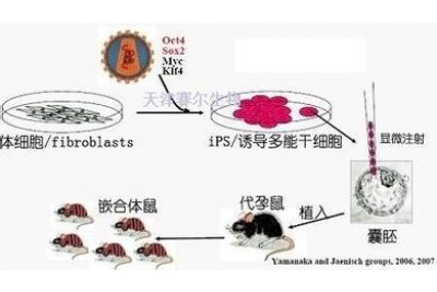 干细胞诱导分化服务 天津赛尔生物