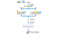 杂交瘤细胞抗体基因测序