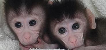 <em>猴</em>（NHP）单克隆抗体制备服务
