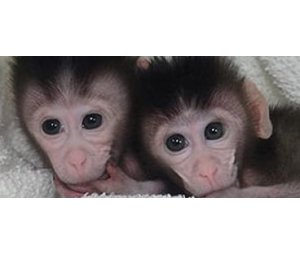 猴（NHP）单克隆抗体制备服务