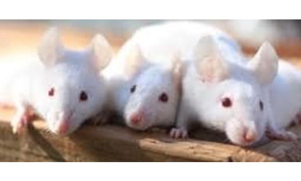 大鼠单克隆抗体制备