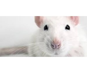 小鼠单克隆抗体制备