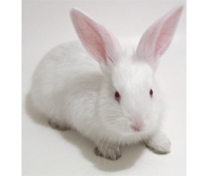 兔多克隆抗体制备