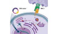 DNA免疫制备抗体服务