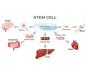 干细胞质量检测