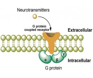 GPCR细胞系服务