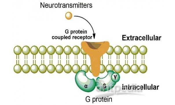 GPCR细胞系服务
