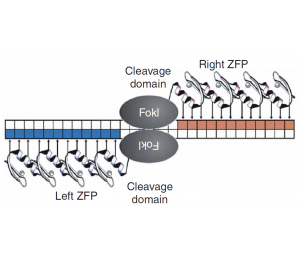 植物锌指核酸酶（ZFNs）基因编辑
