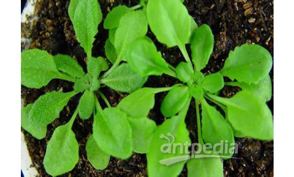 拟南芥（Arabidopsis thaliana）遗传转化