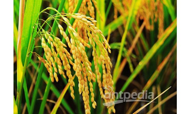 水稻（Oryza sativa）遗传转化
