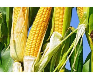 玉米（Zea mays）遗传转化