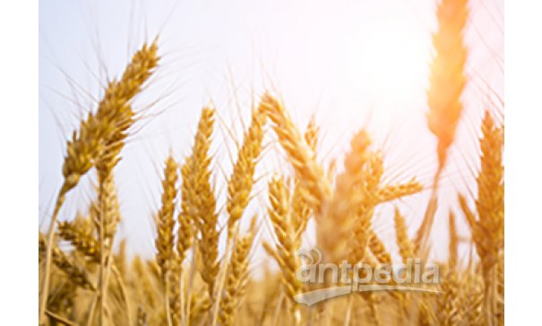 小麦（Triticum aestivum）遗传转化