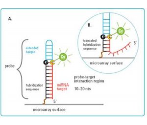 microRNA芯片服务