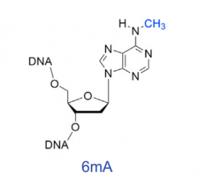 DNA-6mA甲基化测序